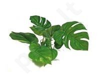 Plastikinis augalas ANUBIAS 30cm
