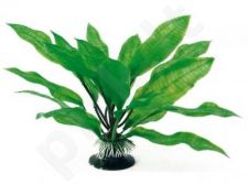 Augalas plant classic ECHINODORUS LG