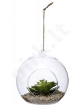 Dekoratyvinis augalas stikle